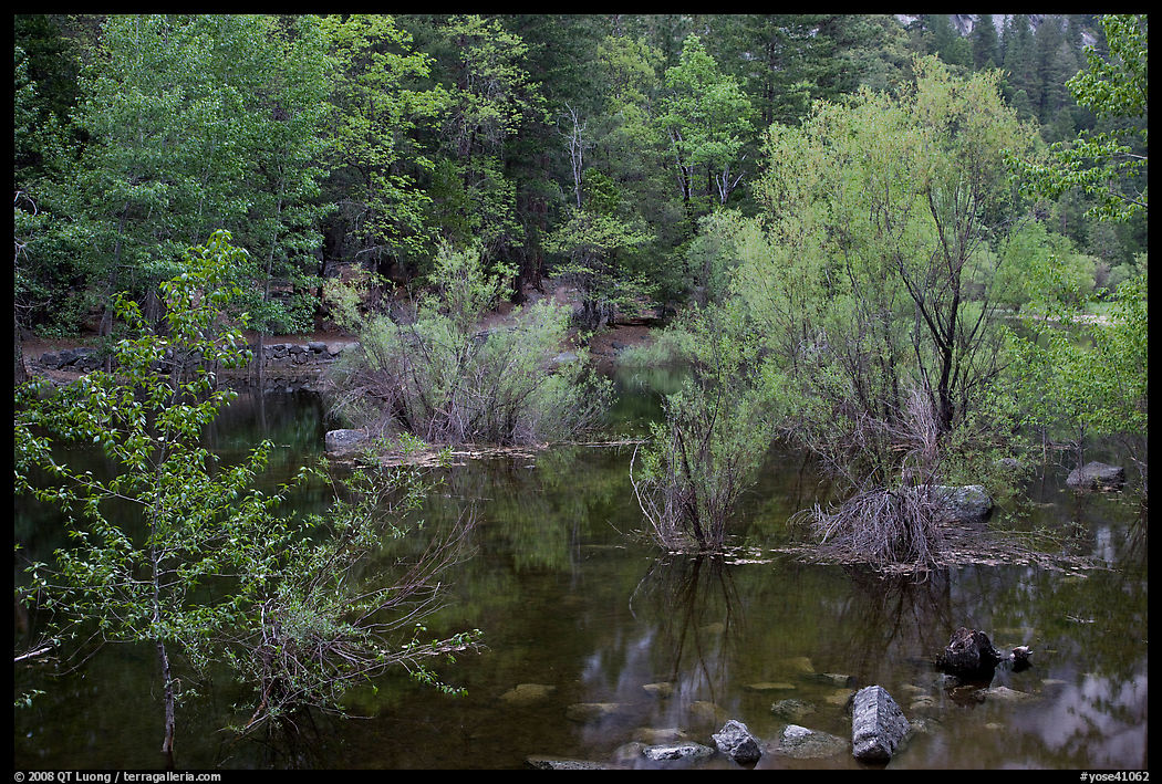 Flooded trees in Mirror Lake. Yosemite National Park