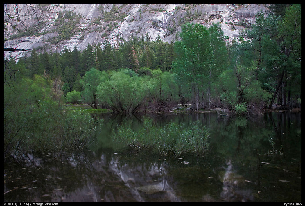 Willows, cliffs, and reflexions, Mirror Lake. Yosemite National Park