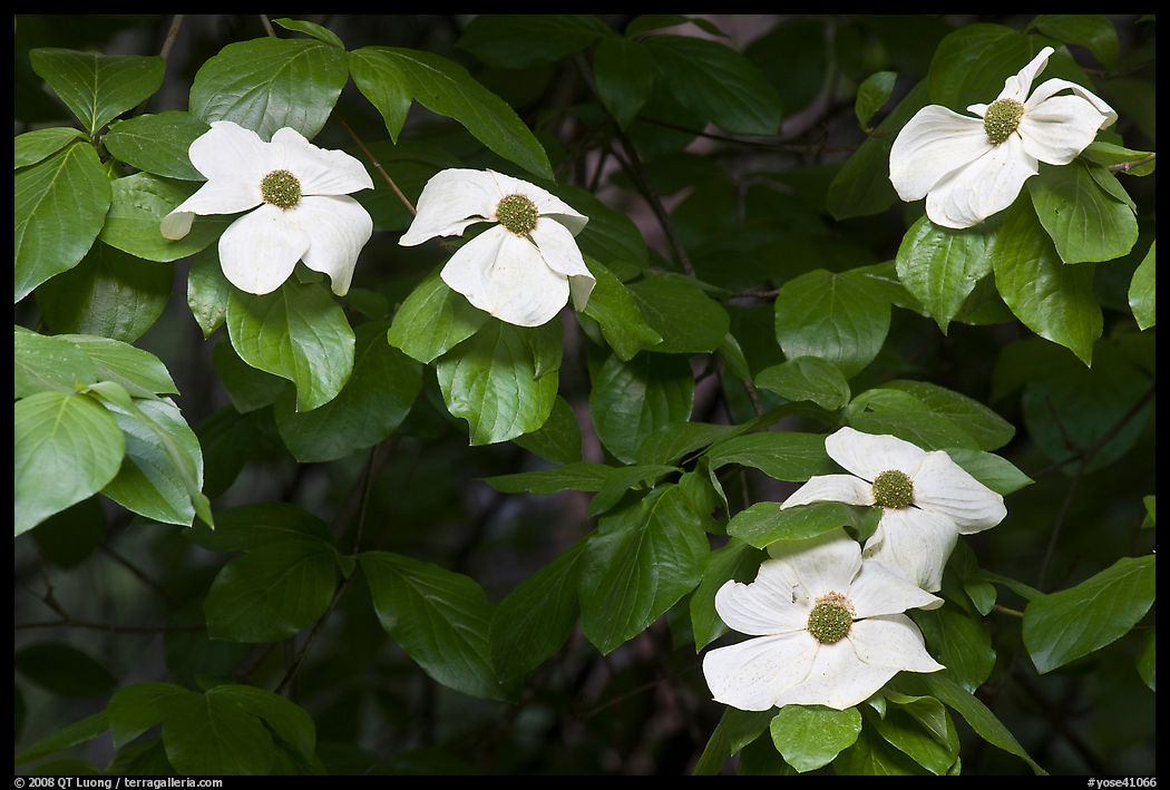 Close-up of dogwood flowers. Yosemite National Park