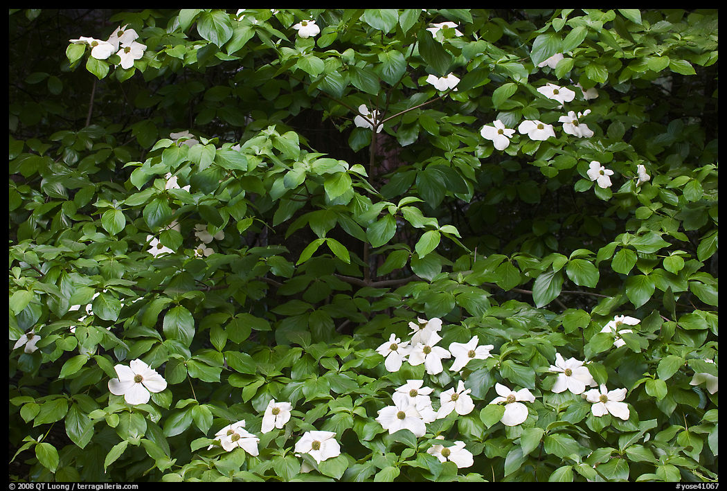 Dogwoods flowers and leaves. Yosemite National Park