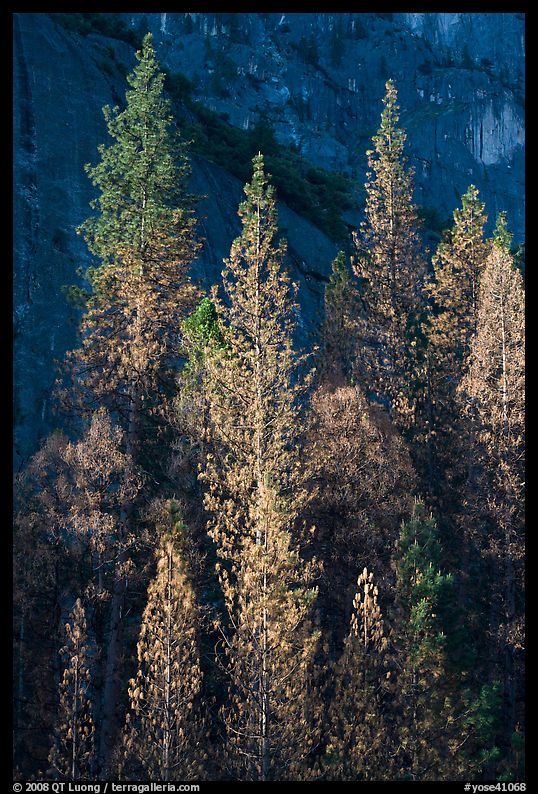 Pines with yellowed leaves and cliff. Yosemite National Park