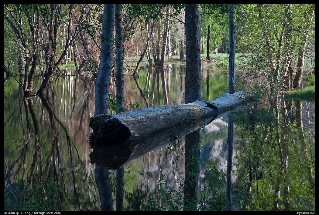 Fallen tree in Merced River spring overflow. Yosemite National Park