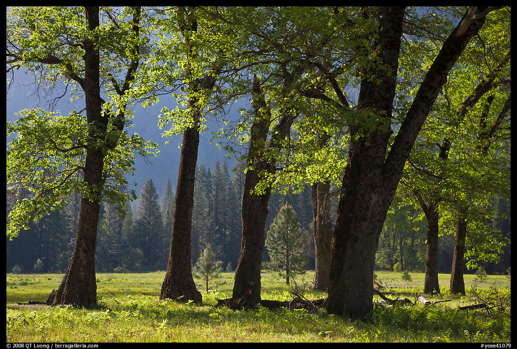 Black oaks in the Spring, El Capitan Meadow. Yosemite National Park