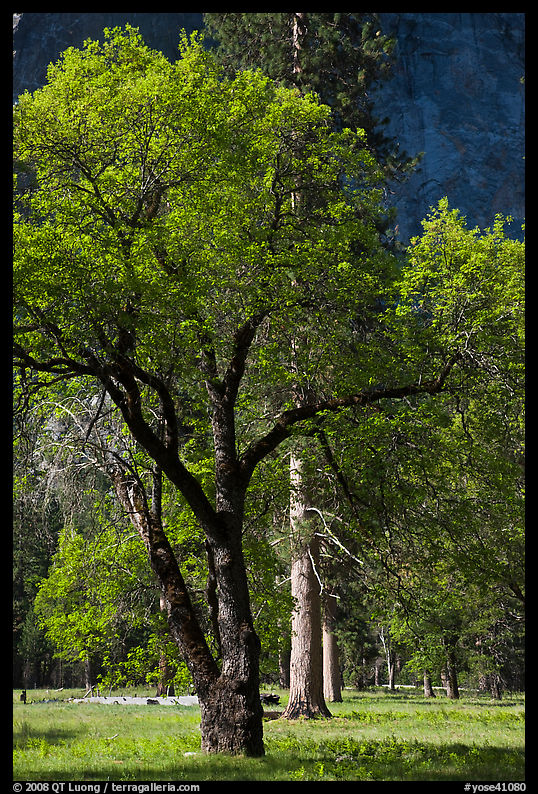 Oak tree in spring, El Capitan Meadow. Yosemite National Park
