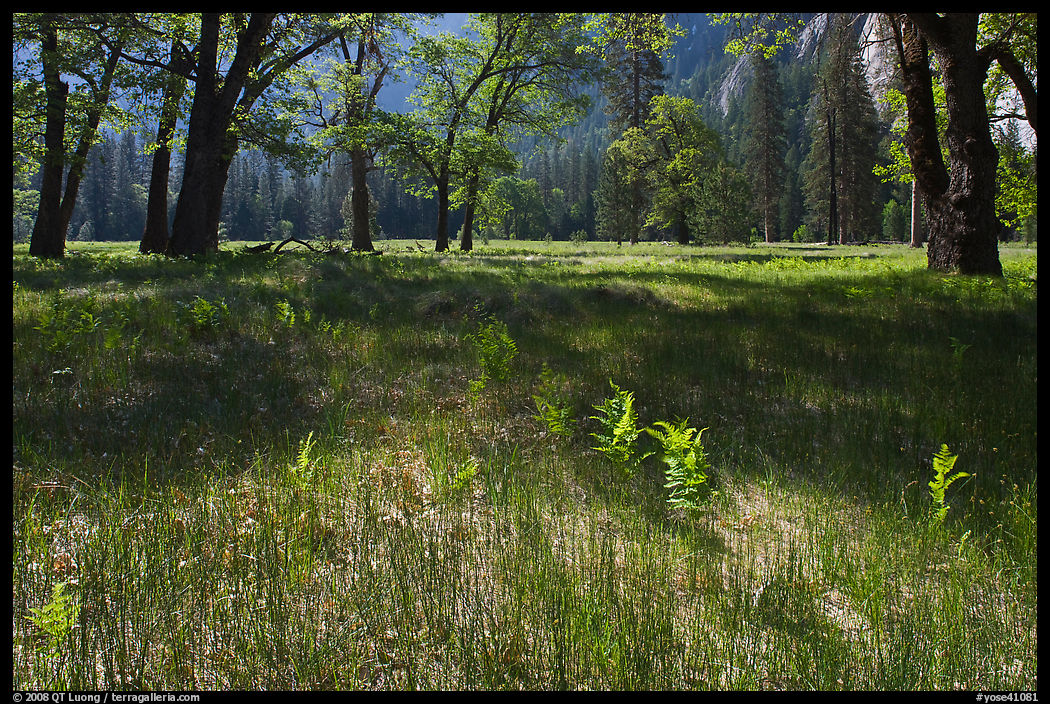 New ferns, grasses,  and oak trees, El Capitan Meadow. Yosemite National Park