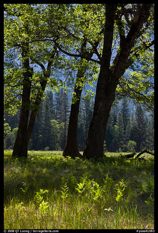 Oak trees in spring, El Capitan Meadow. Yosemite National Park