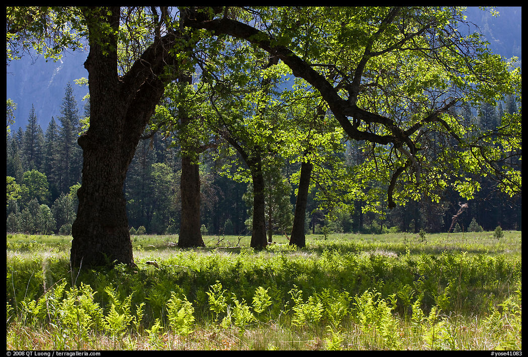 Ferns and oak trees in spring, El Capitan Meadow. Yosemite National Park