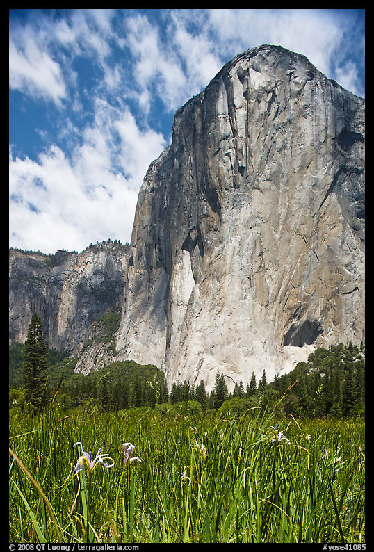 Wild irises and El Capitan. Yosemite National Park