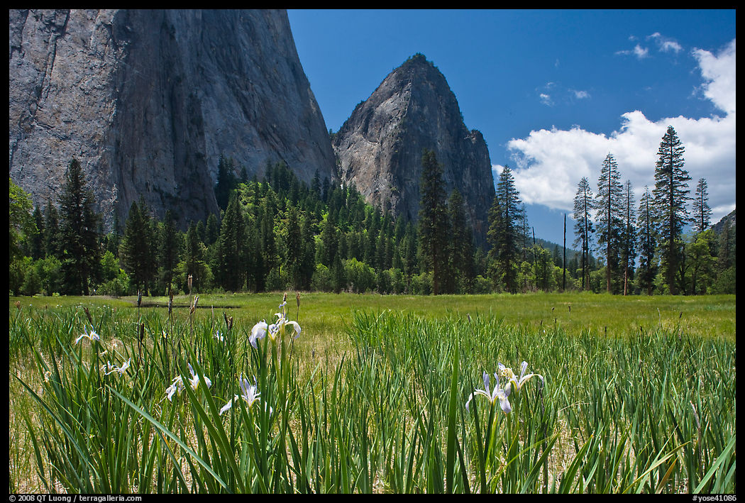 Wild irises, El Capitan meadows, and Cathedral Rocks. Yosemite National Park