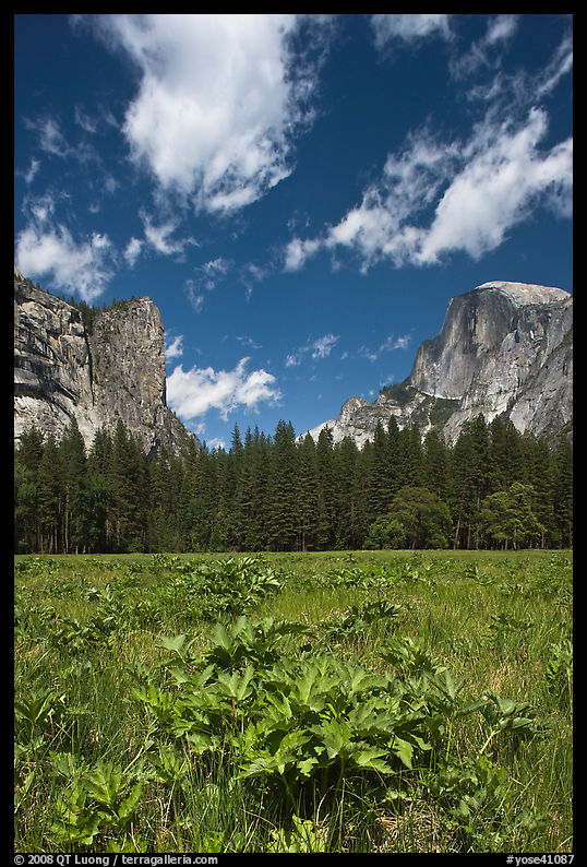 Meadow, Washington Column, and Half-Dome. Yosemite National Park