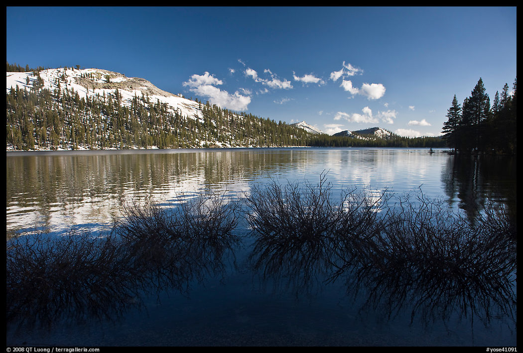 Willows and snowy peaks reflected in Tenaya Lake. Yosemite National Park