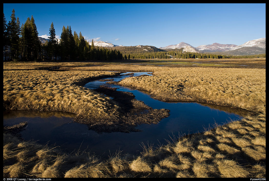 Meandering stream and grasses, early spring, Tuolumne Meadows. Yosemite National Park