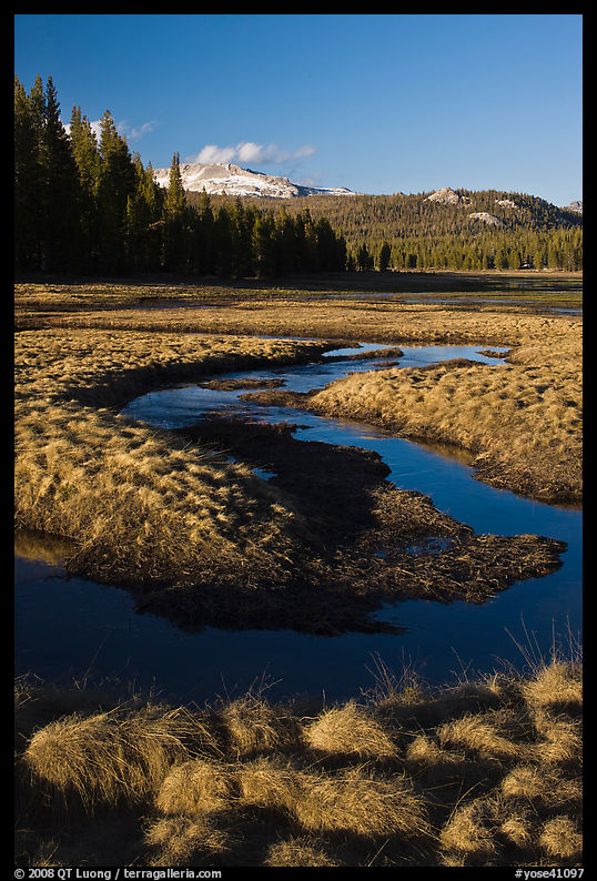 Grasses and stream, late afternoon, Tuolumne Meadows. Yosemite National Park