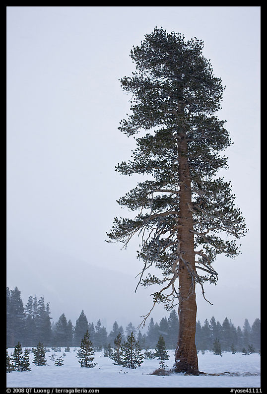 Tall solitatary pine tree in snow storm. Yosemite National Park