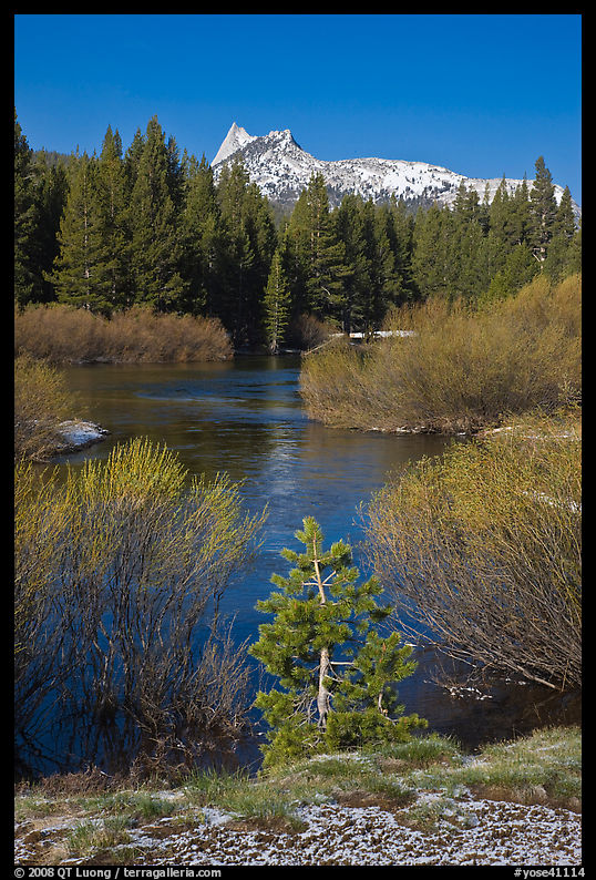 Willows, fresh snow,  and Cathedral Peak. Yosemite National Park