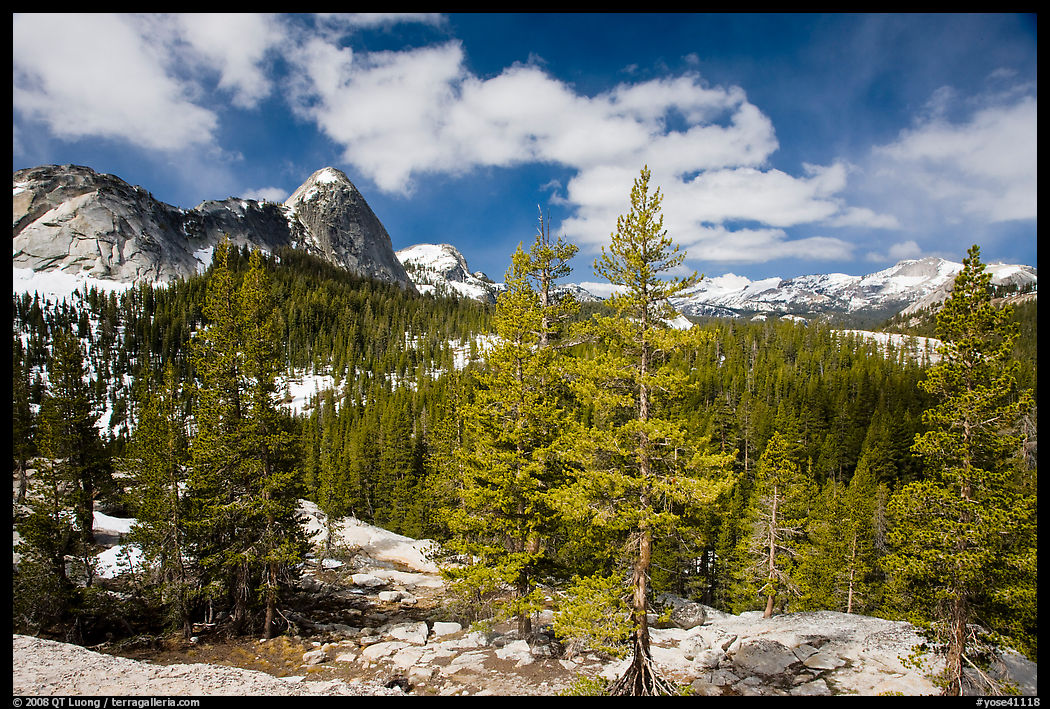 Pine trees in spring and Fairview Dome, Tuolumne Meadows. Yosemite National Park