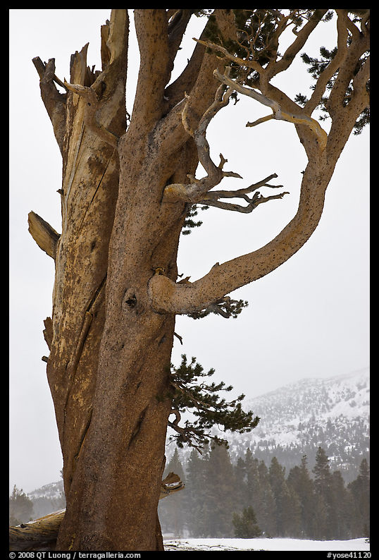 Pine tree and snowy mountain, Tioga Pass. Yosemite National Park
