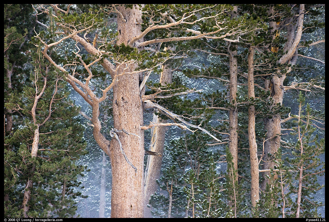 Pine tree forest in storm with spindrift, Tioga Pass. Yosemite National Park