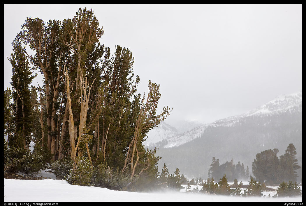 Trees in storm with blowing snow, Tioga Pass. Yosemite National Park