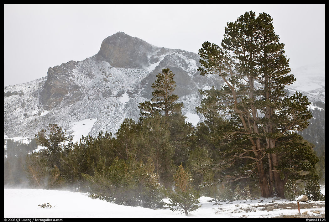 Trees and peak with fresh snow, Tioga Pass. Yosemite National Park
