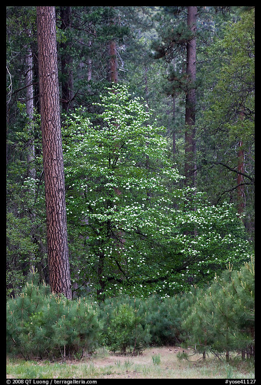 Forest with dogwood tree in bloom. Yosemite National Park
