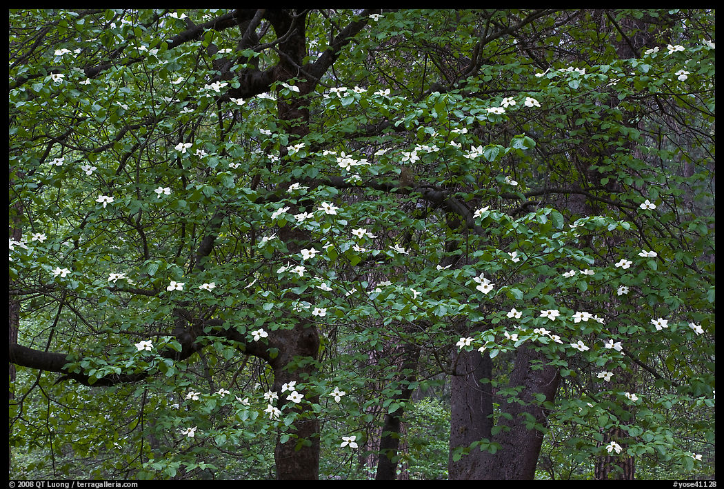 Flowering dogwood tree. Yosemite National Park