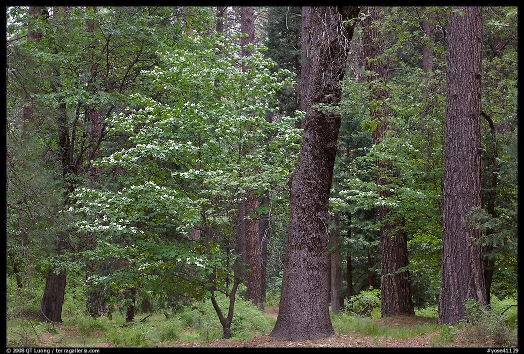 Forest in the spring. Yosemite National Park