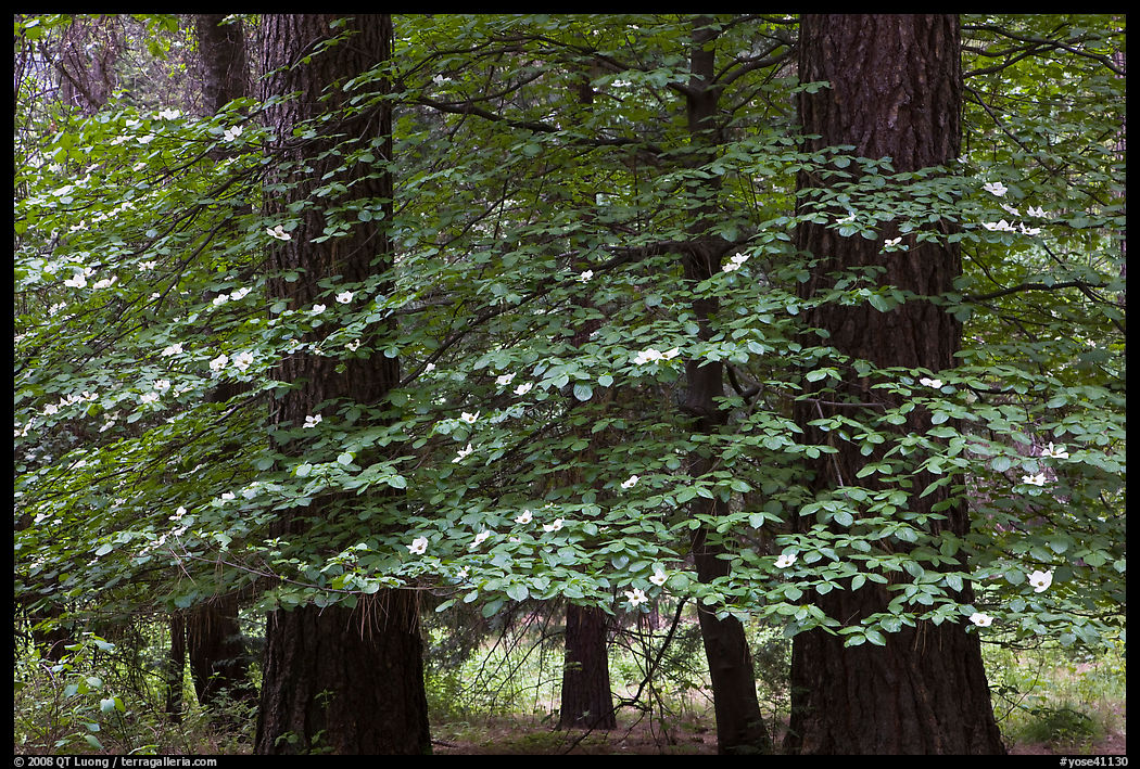 Dogwood tree between two dark pine tree trunks. Yosemite National Park