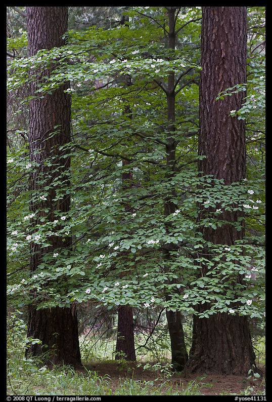 Dogwood tree in bloom between two dark pine trees. Yosemite National Park