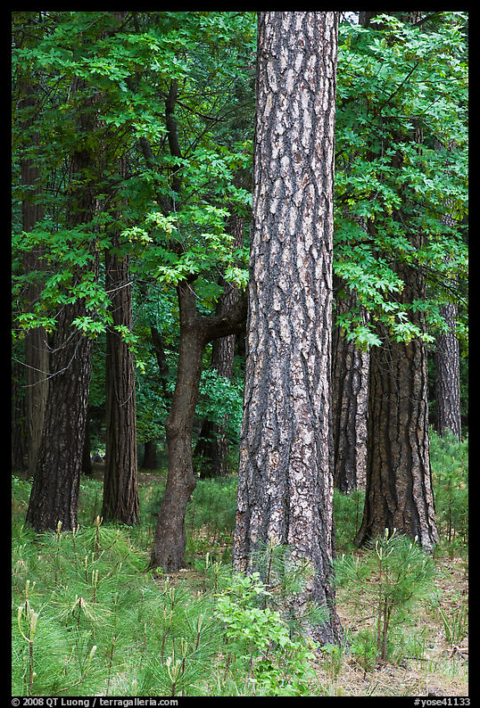 Ponderosa Pine and forest. Yosemite National Park