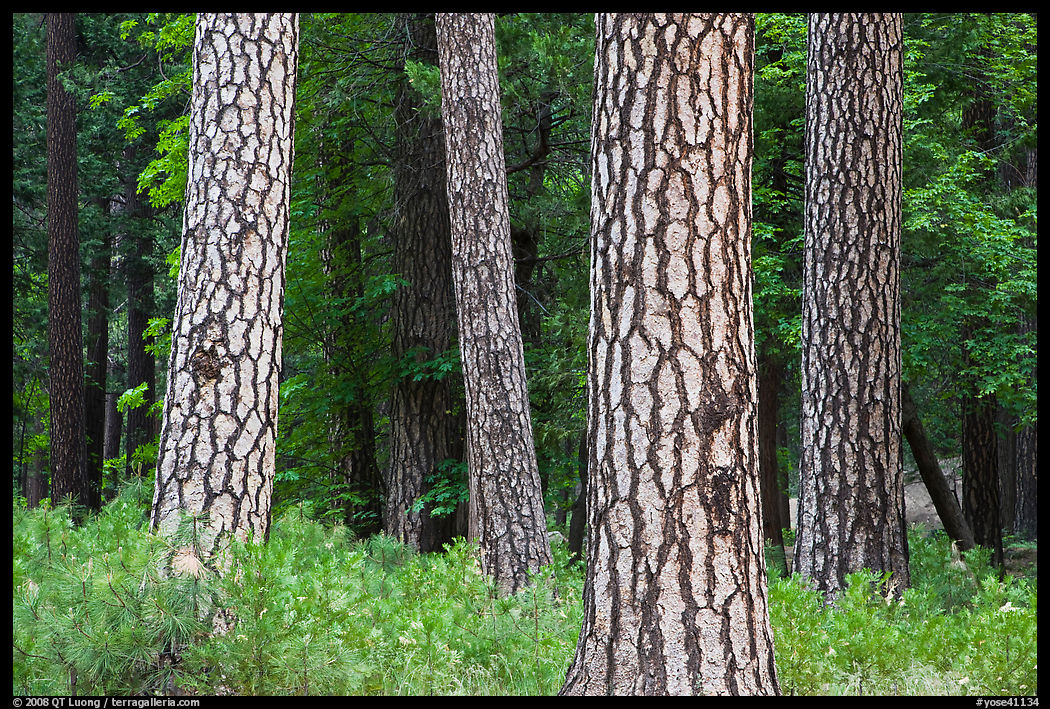 Pine forest with patterned trunks. Yosemite National Park