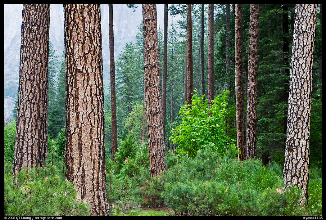 Forest with fall pine trees and spring undergrowth. Yosemite National Park
