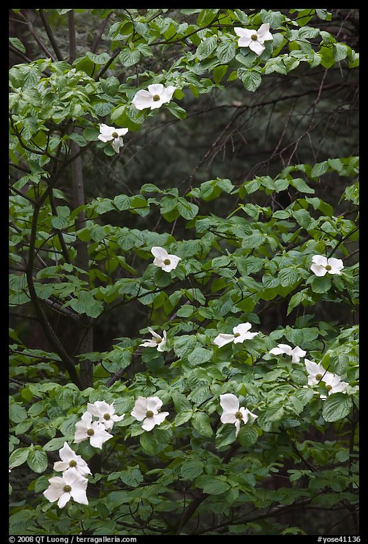 Dogwood tree branches with flowers. Yosemite National Park