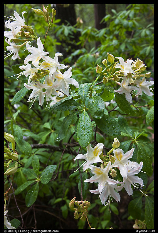 White Azelea, Happy Isles. Yosemite National Park