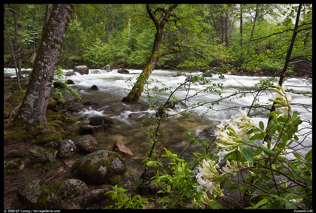 Azelea and Merced River, Happy Isles. Yosemite National Park