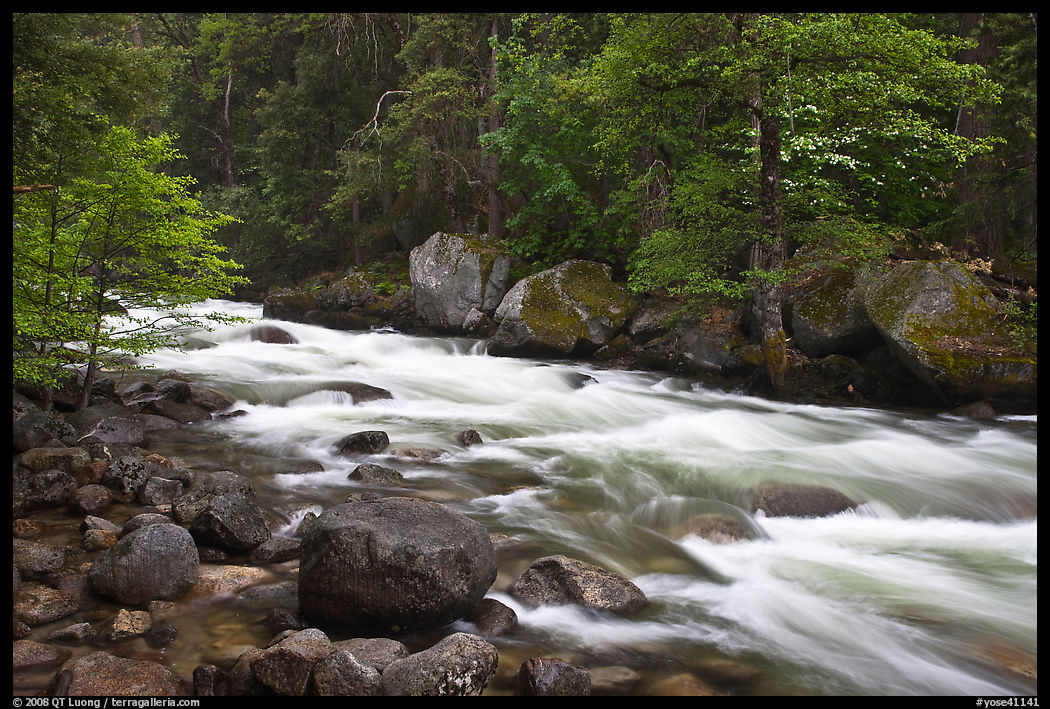 Merced River with newly leafed trees and dogwood, Happy Isles. Yosemite National Park