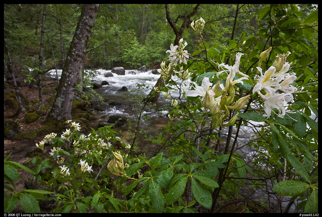 Azelea near Merced River, Happy Isles. Yosemite National Park