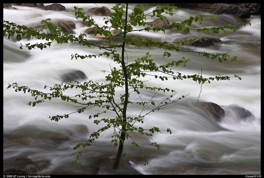 Branches and river, Happy Isles. Yosemite National Park