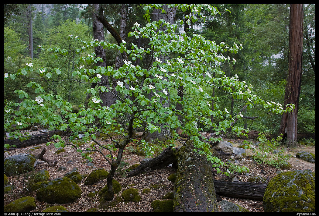 Dogwood tree and mossy boulders in spring, Happy Isles. Yosemite National Park