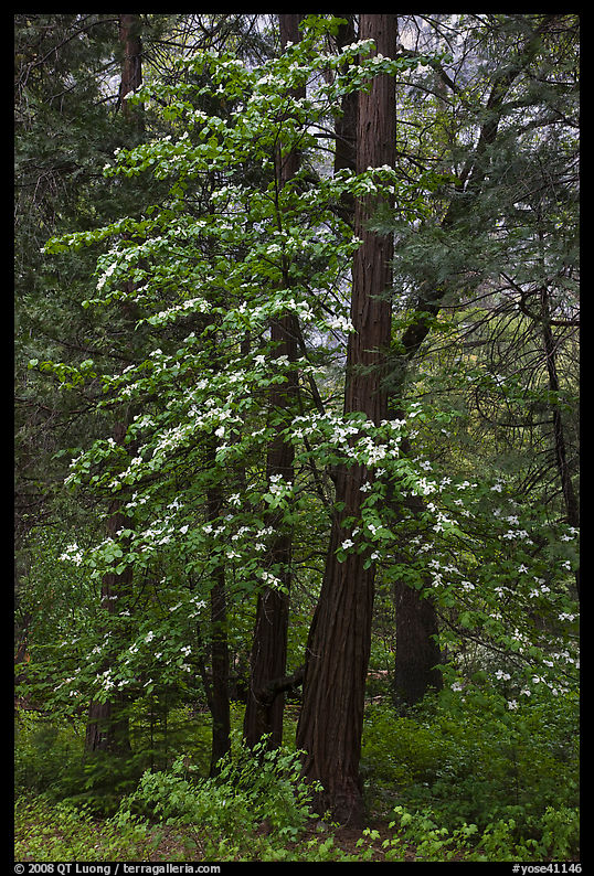 Tall dogwood tree, Happy Isles. Yosemite National Park