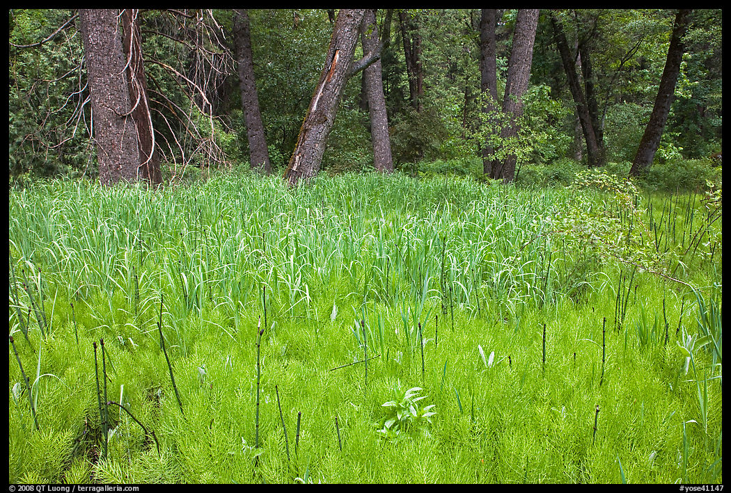 Fen near Happy Isles. Yosemite National Park