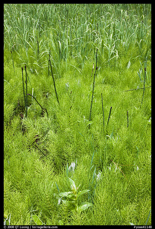 Swamp plants near Happy Isles. Yosemite National Park