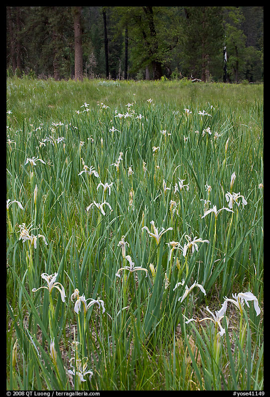 Wild Iris, El Capitan Meadow. Yosemite National Park
