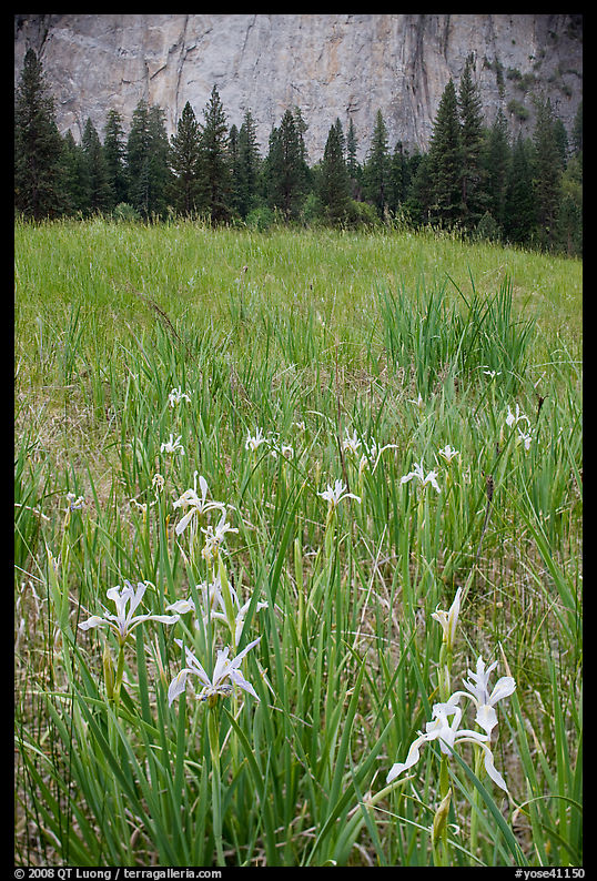 Iris and cliffs, El Capitan Meadow. Yosemite National Park