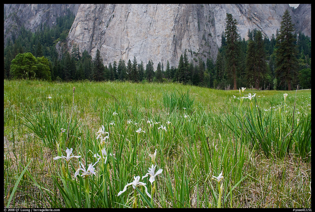 Iris and Cathedral Rocks, El Capitan Meadow. Yosemite National Park