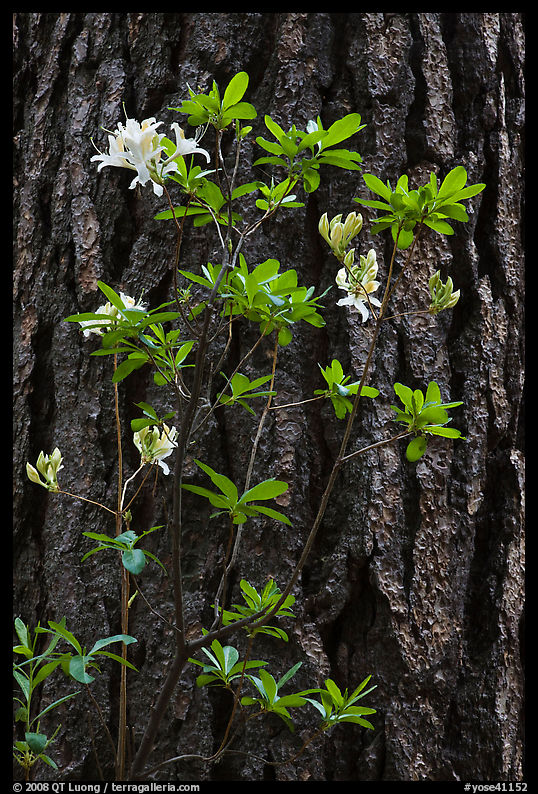 Azelea and pine trunk. Yosemite National Park