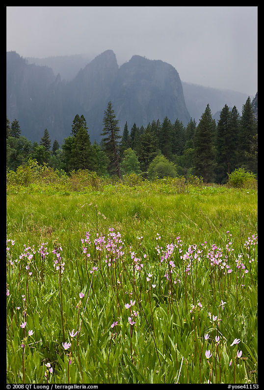 Wildflowers in Cook Meadow and Cathedral Rocks in storm. Yosemite National Park