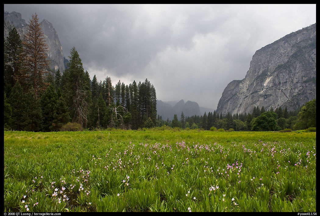 Wildflowers in Cook Meadow in stormy weather. Yosemite National Park