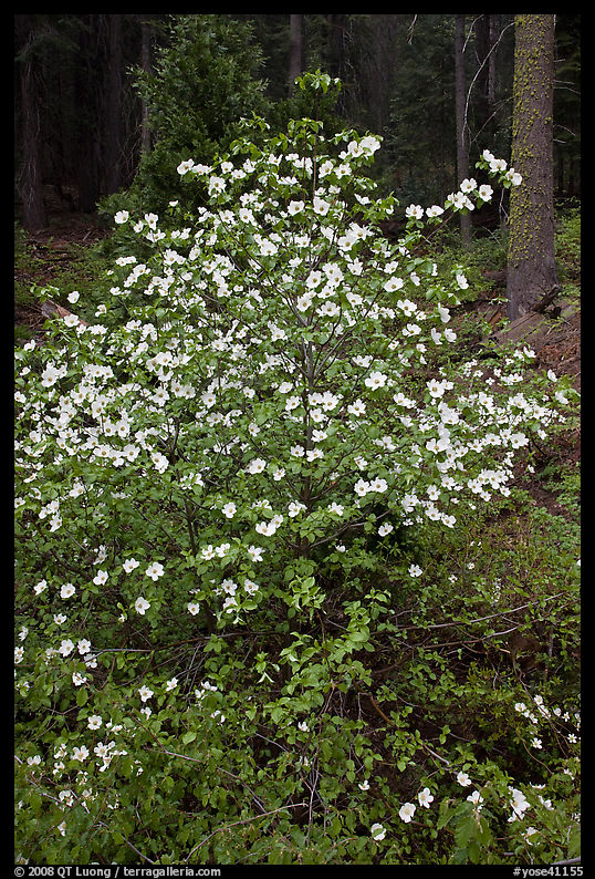 Pacific Dogwood in bloom near Crane Flat. Yosemite National Park