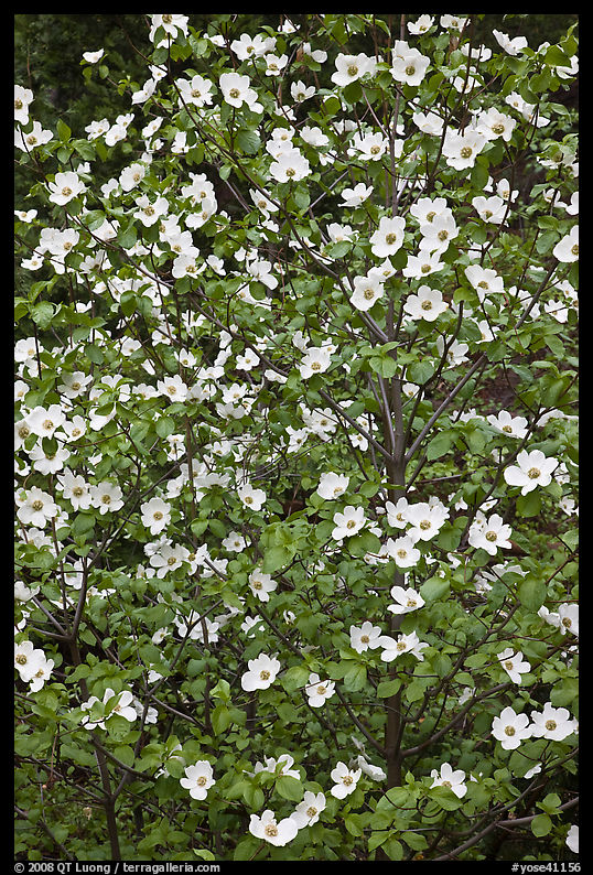 Close up of Pacific Dogwood. Yosemite National Park